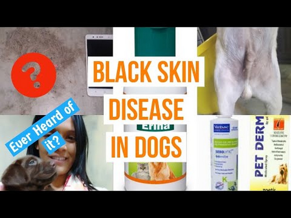 Pourquoi la peau du ventre de mon chien devientelle noire
