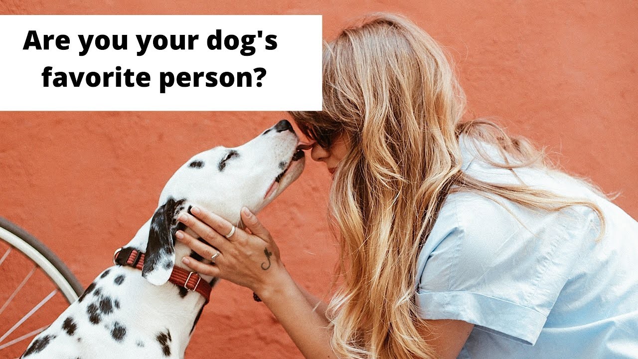 Understanding why dogs prefer certain humans - Why Do Dogs Prefer To Eat Certain Types Of Plants