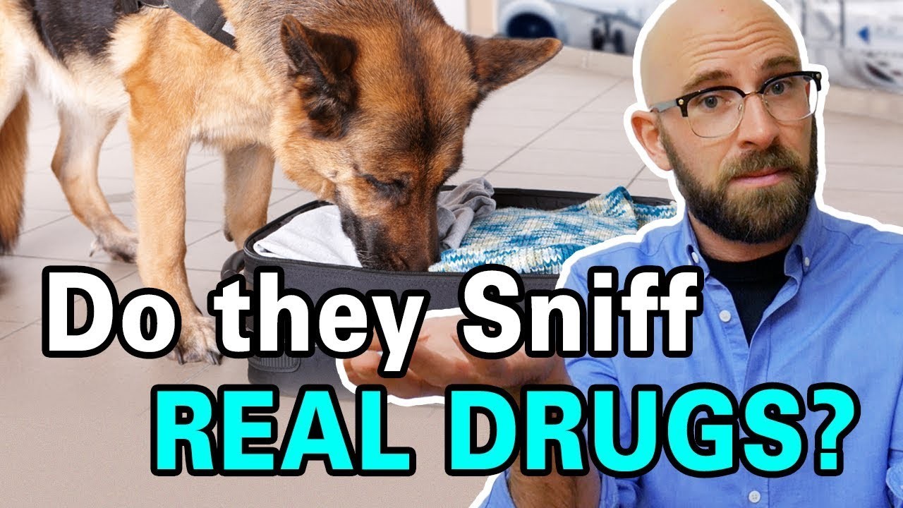 Can sniffer dogs detect cocaine? - Can Sniffer Dogs Smell Sealed Cigarettes