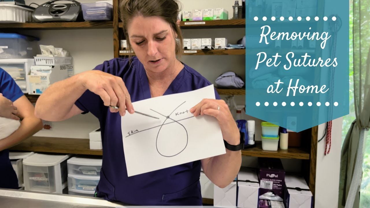 Puisje faire des points de suture à mon chien