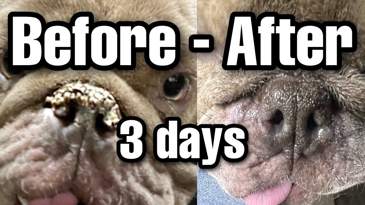 ¿Es seguro usar vaselina en la nariz de un perro?