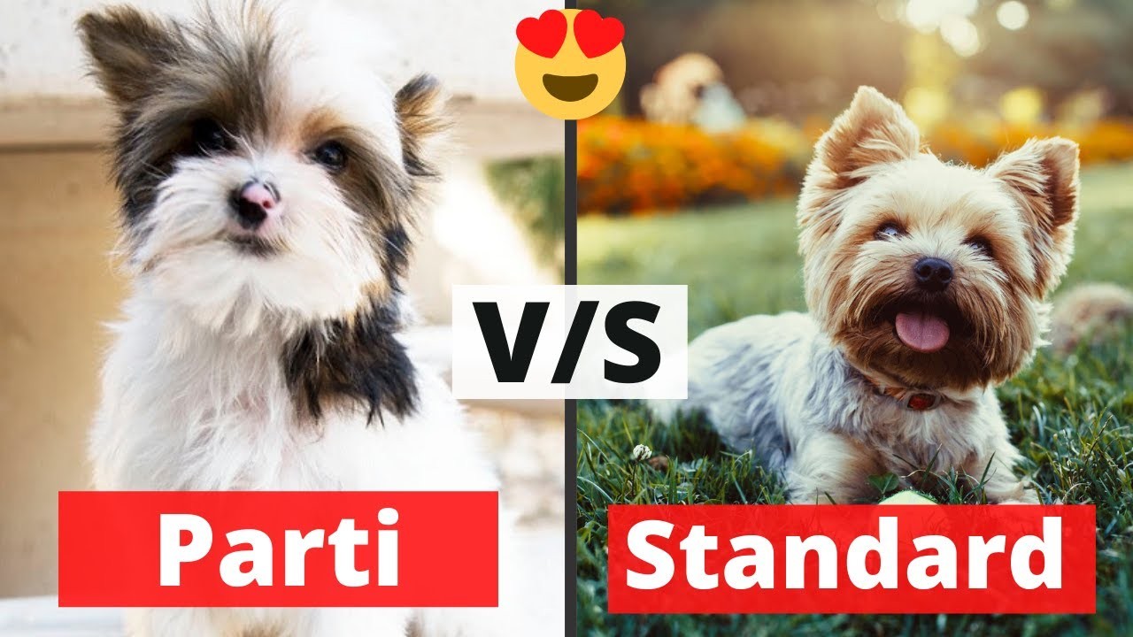 Comprender la distinción Yorkie vs Yorkshire Terrier