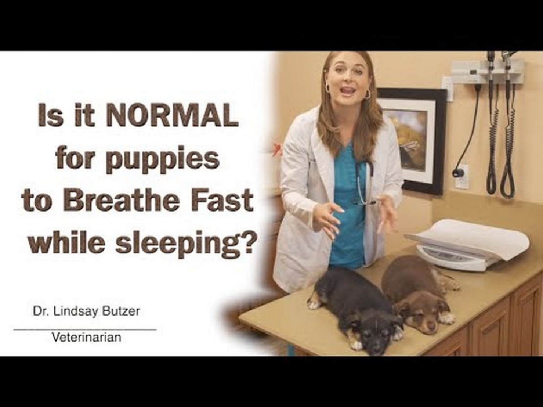 Do Puppies Breathe Faster Than Adults?