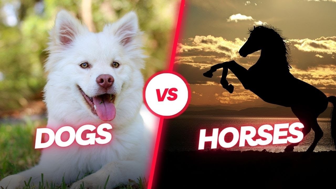 Which is Smarter A Horse or a Dog?
