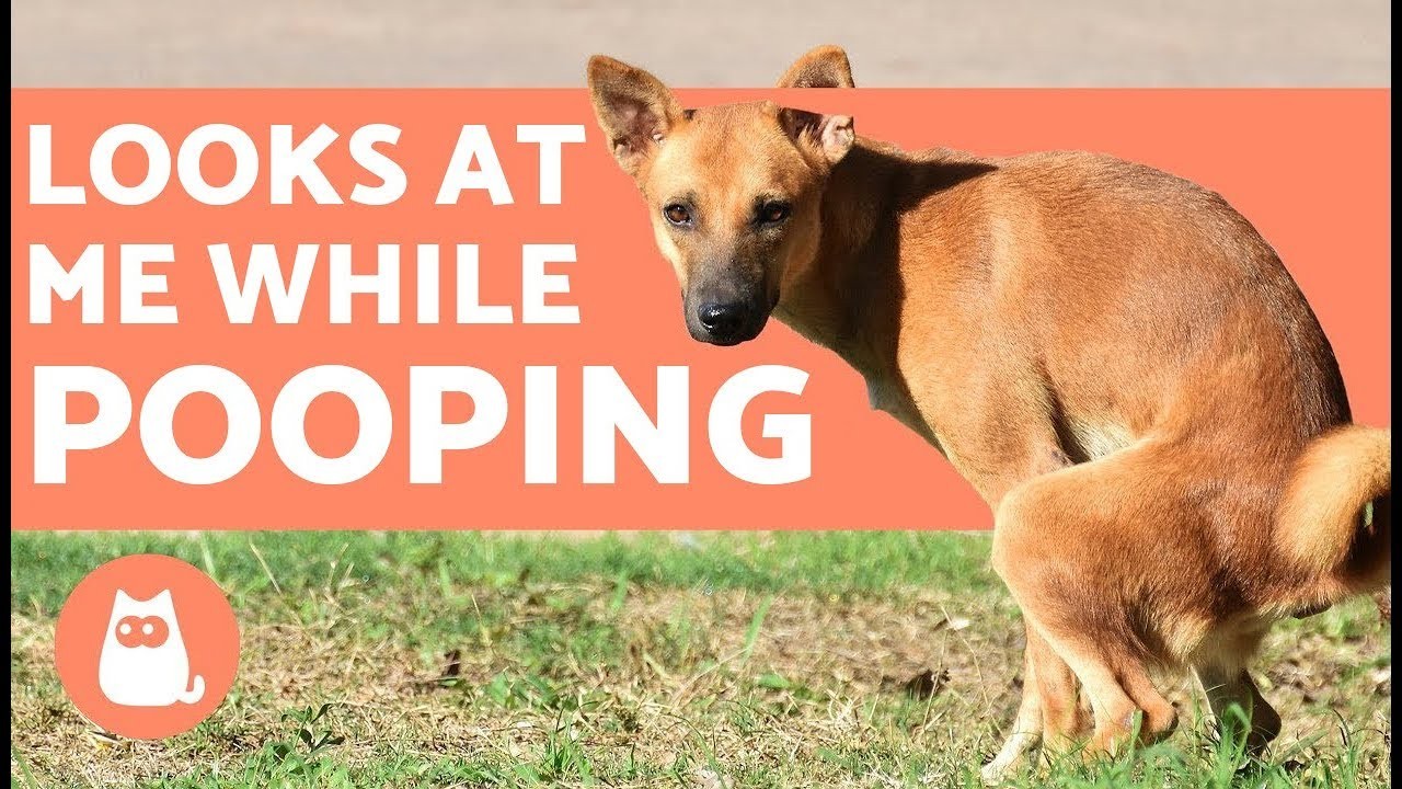 Why Do Dogs Stare at You When They Poop?