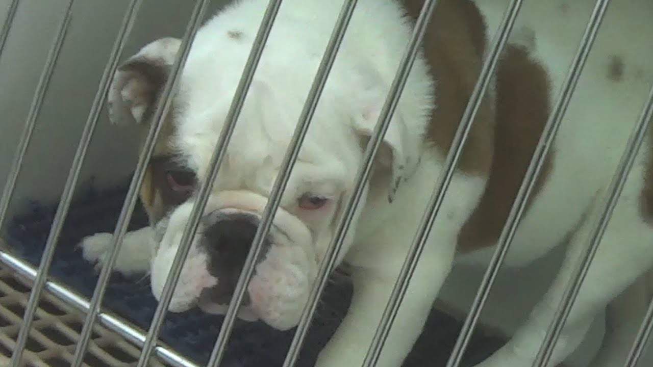 Are Petland Puppies Sourced from Puppy Mills?