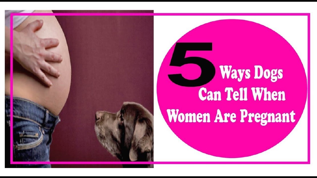 Can Your Dog Sense That You're Pregnant?