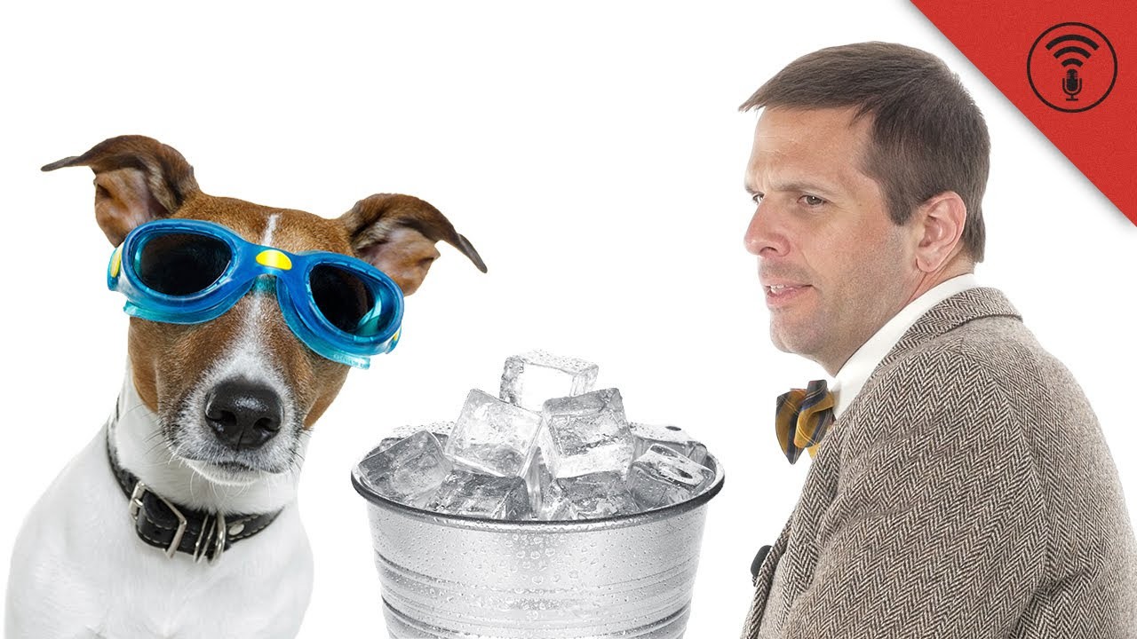 Can Ice Cubes Harm Your Dog? Find Out the Answer Here!