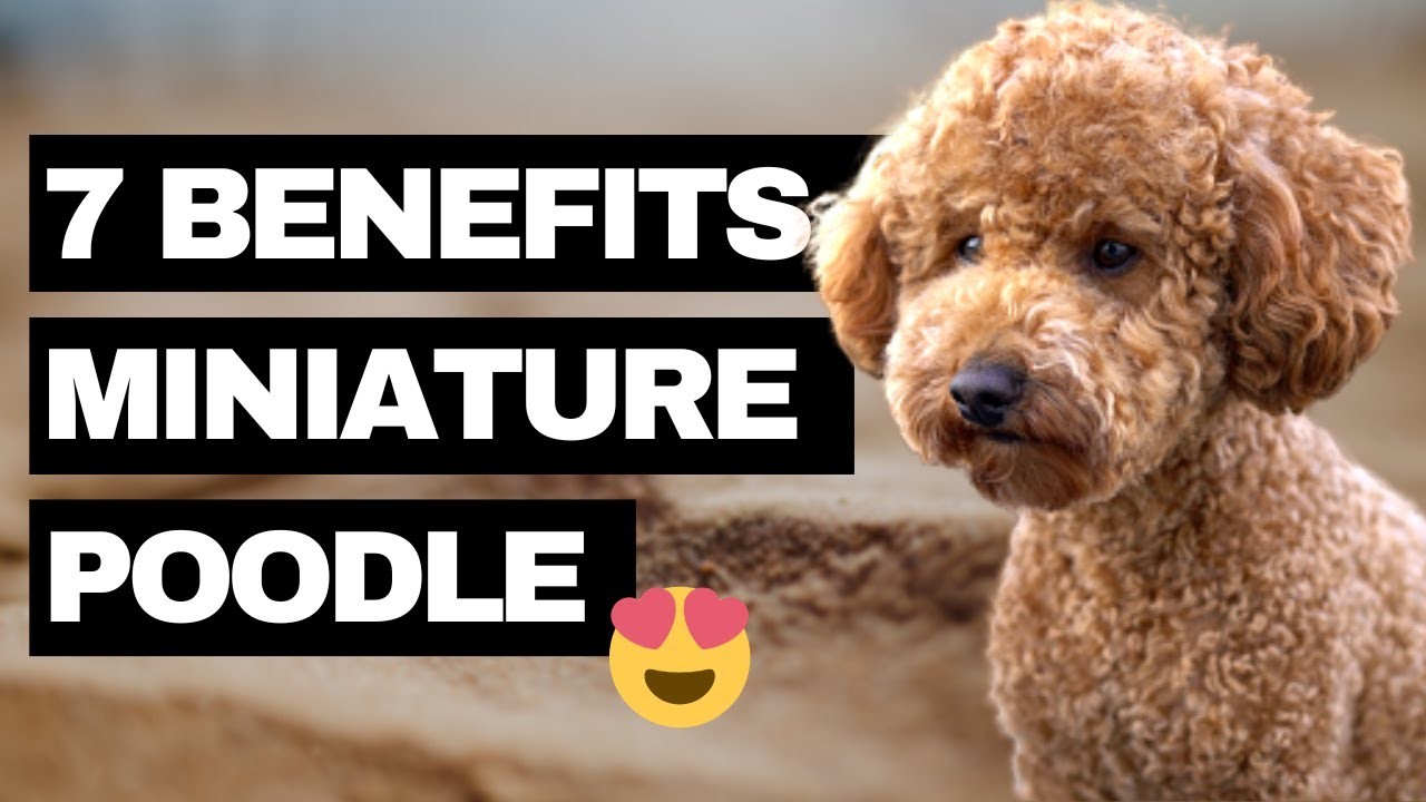 Are Miniature Poodles Suitable as Solo Pets?