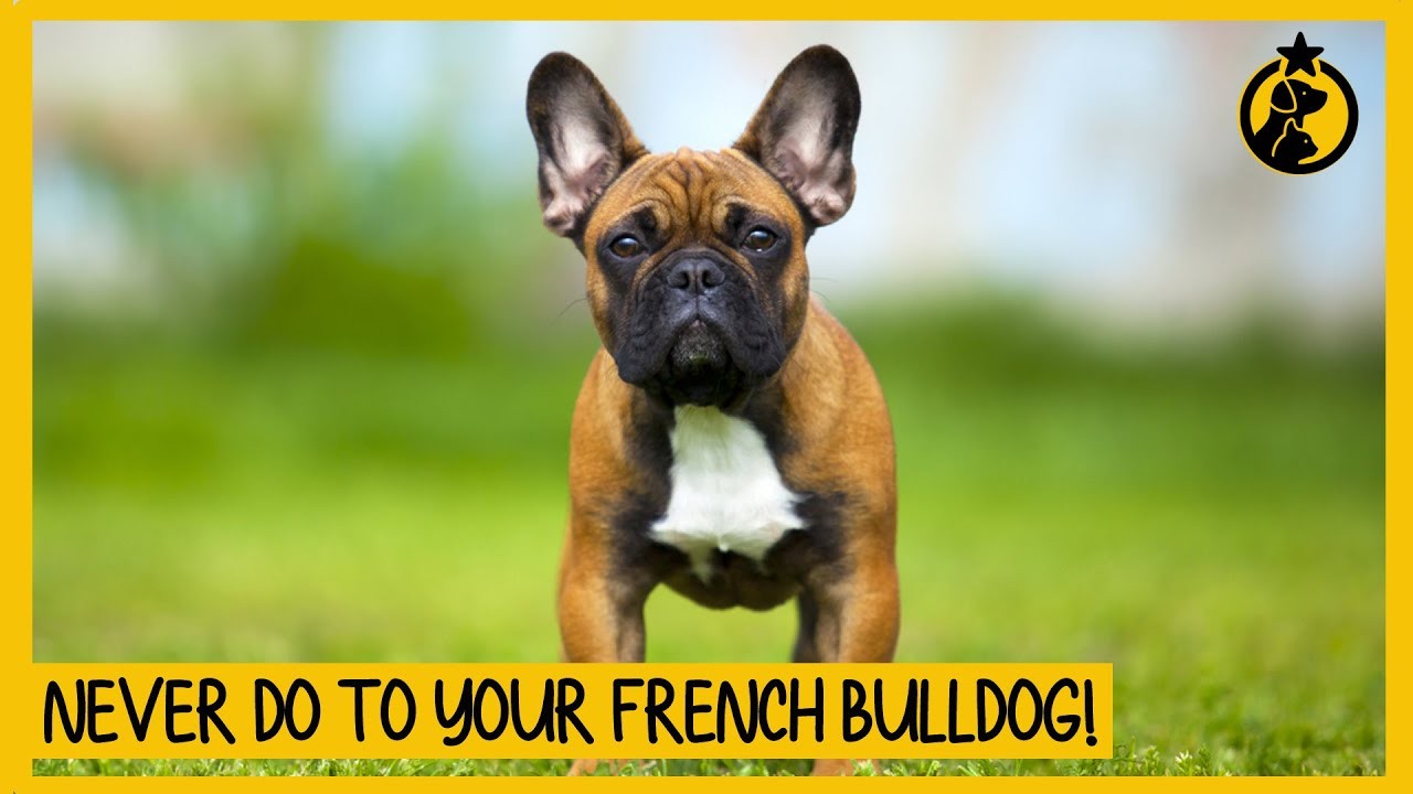Are French Bulldogs Social with Other Dogs?