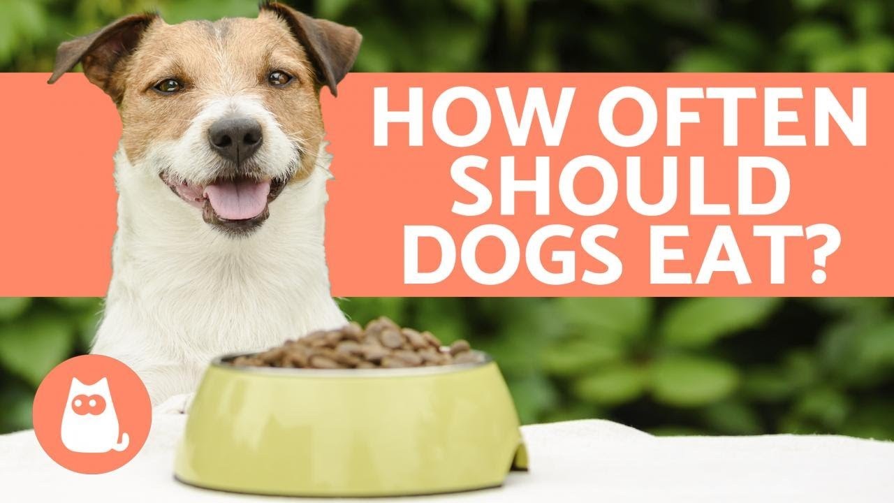 how-often-should-dogs-eat-daily-or-occasionally