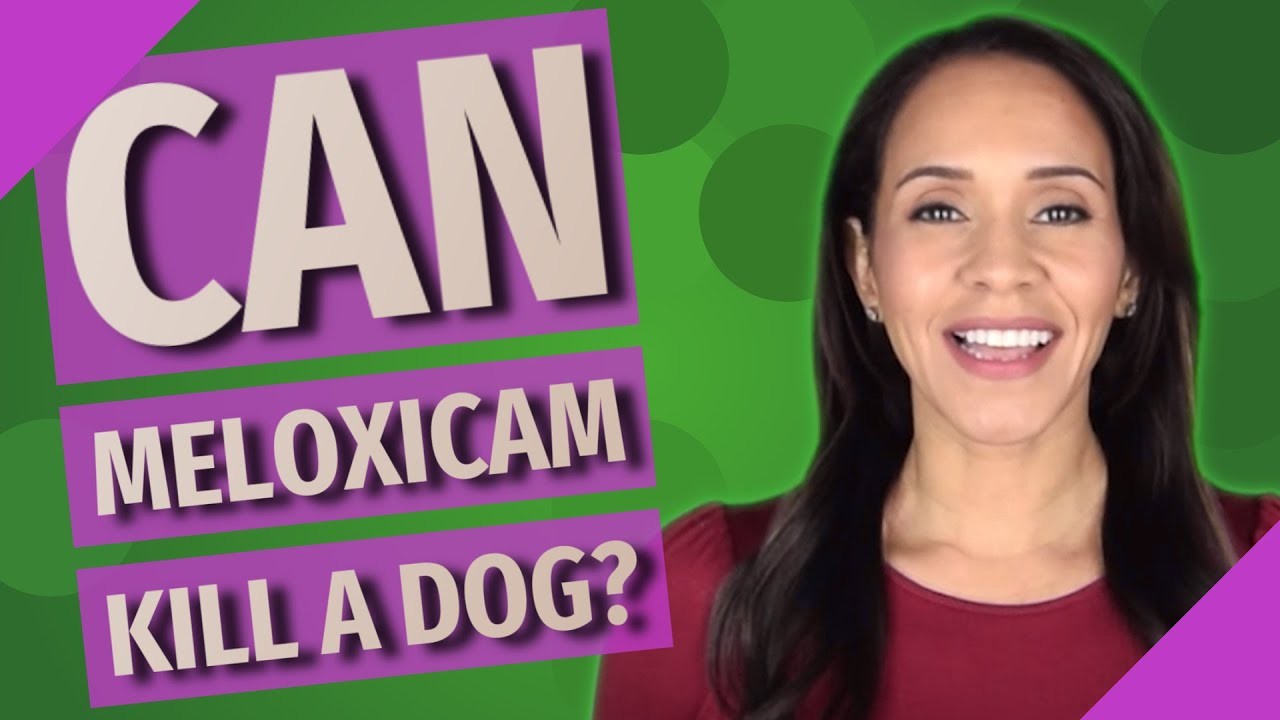 Can Meloxicam Be Fatal for Dogs?