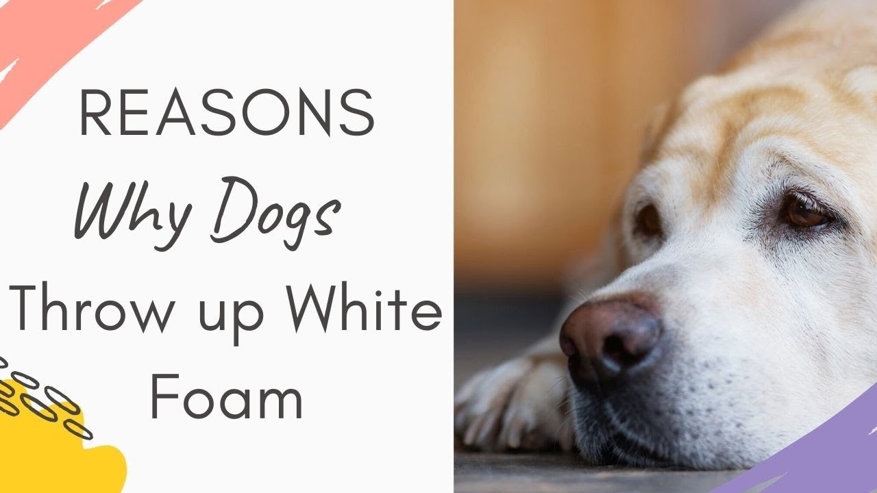 causes-and-treatment-for-your-dog-s-coughing-up-white-foam-and-clear-liquid