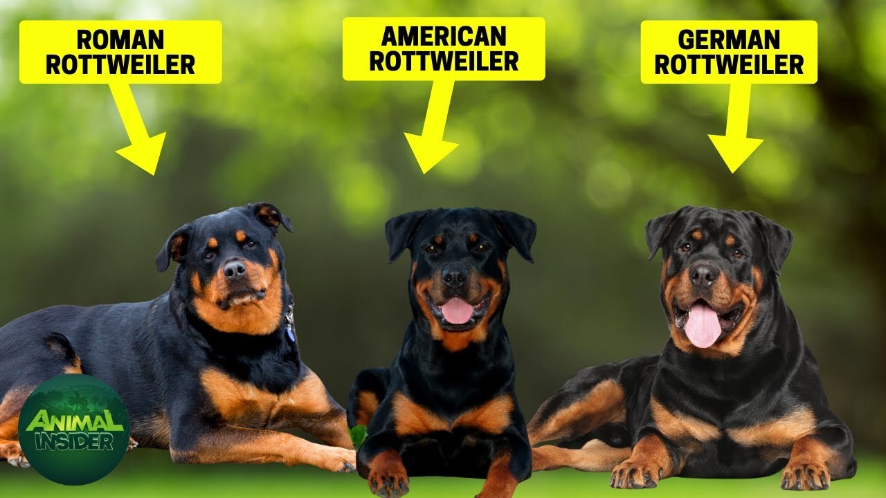 Are Rottweilers Expensive? Understanding the Costs of Owning a Rottweiler