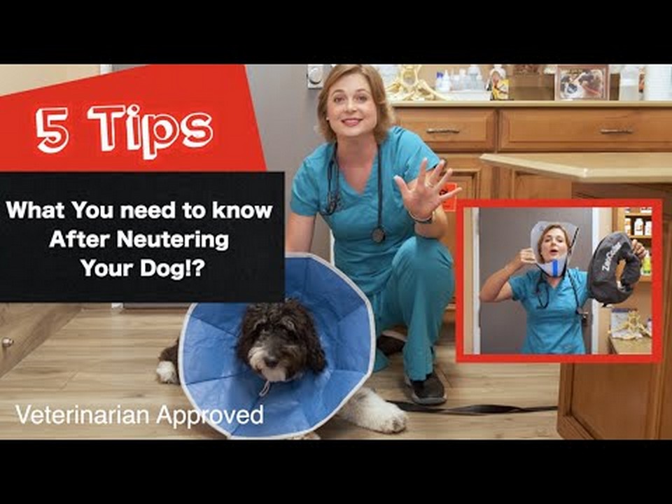 Understanding PostNeutering Swollen Sacs in Dogs Causes and Solutions