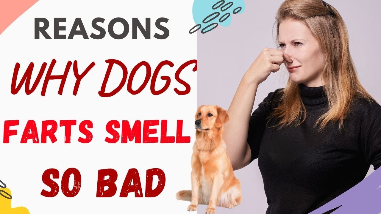Why Do Old Dogs Farts Smell So Bad?