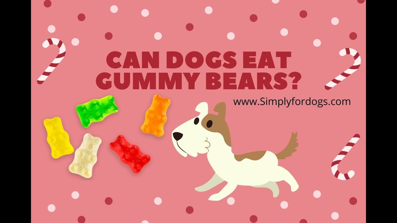 what-are-the-consequences-if-a-dog-eats-gummy-bears