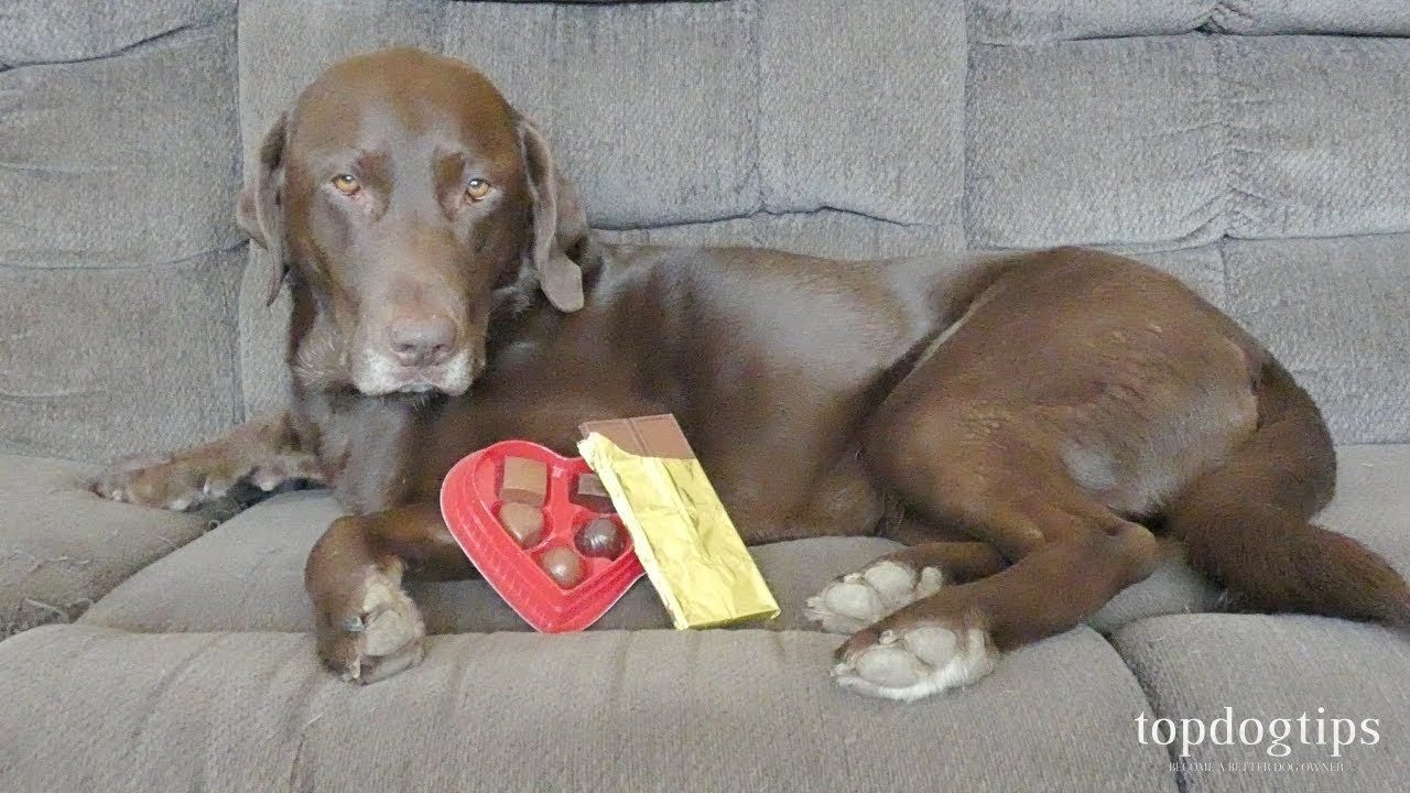 Can Dogs Eat Semi-Sweet Chocolate? Examining the Risks and Dangers - Is Semi-Sweet Chocolate Safe For Galgo Espanol