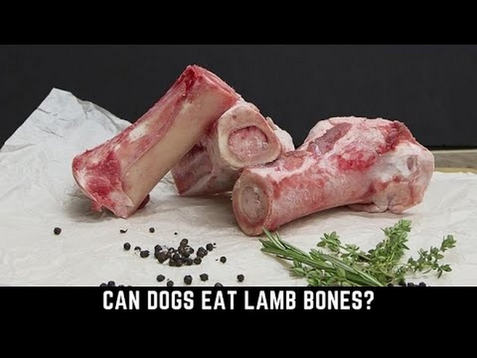 Is Lamb Suitable For Feeding Puppies is-lamb-suitable-for-feeding-puppies