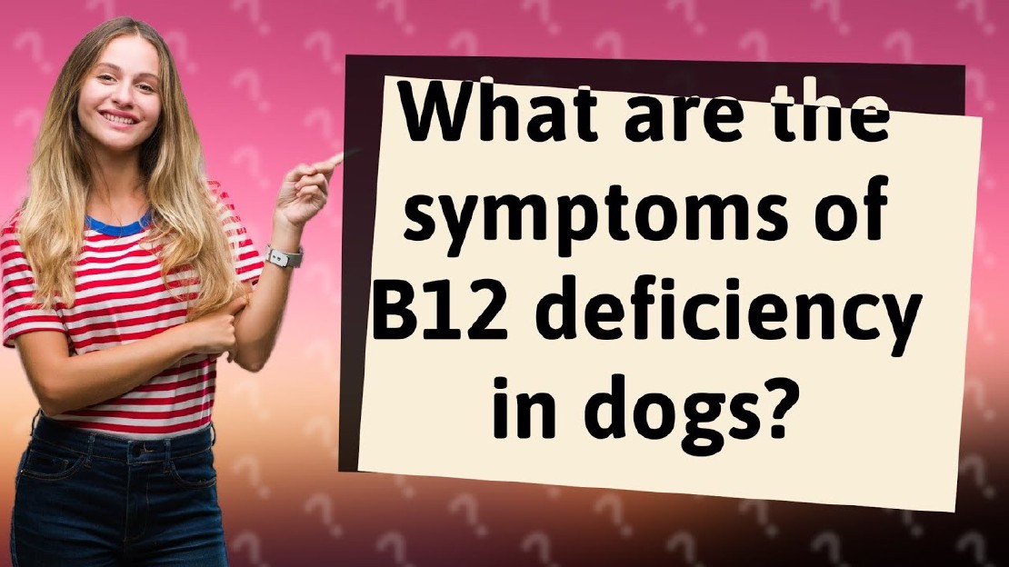 Tekenen En Symptomen Van Een Vitamine B12-tekort Bij Honden