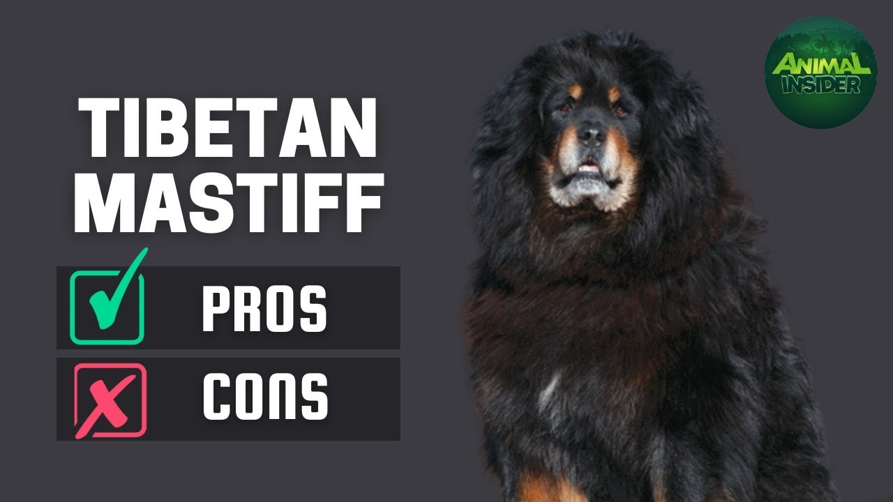 Are Tibetan Mastiffs Intelligent? Exploring the Intelligence of this