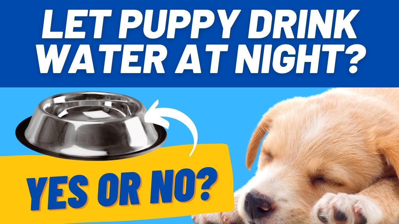 Should puppies have water at night?