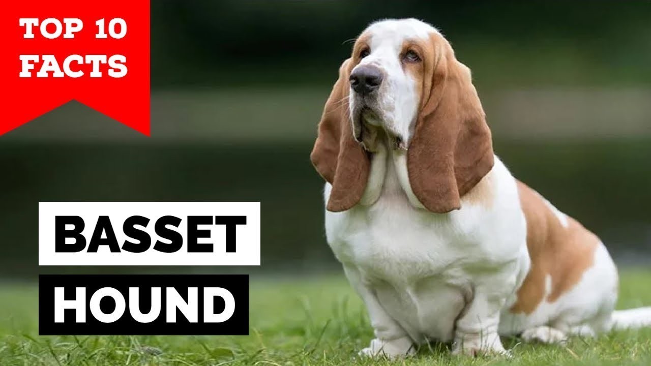 Discover the Origins Why Are Basset Hounds Known as Hush Puppies?