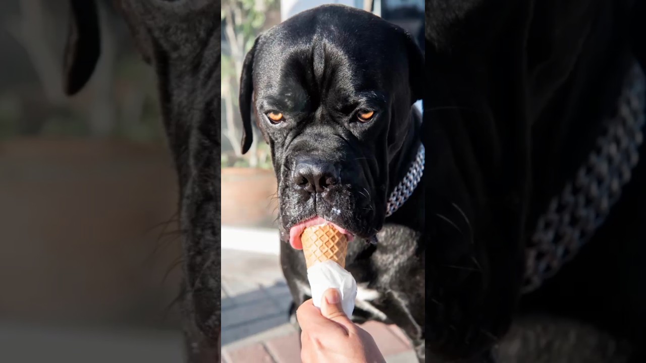 What Tastes Bitter to Dogs? Exploring Canine Taste Preferences