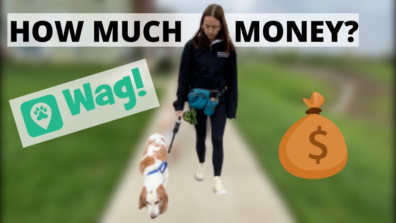 Combien peuvent gagner les promeneurs de chiens ? Un guide complet