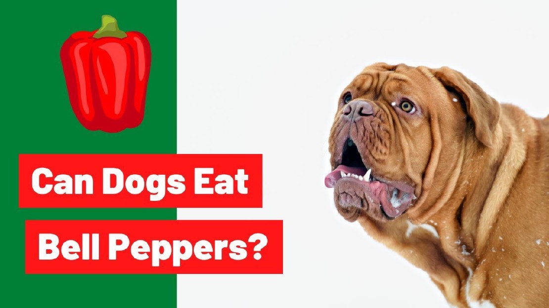 Can Dogs Eat Sweet Peppers? Risks and Benefits