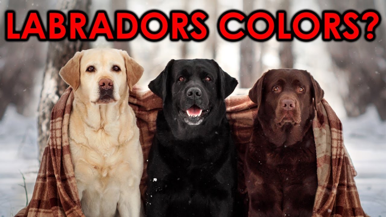 Understanding the Factors that Determine the Colour of Labrador Puppies
