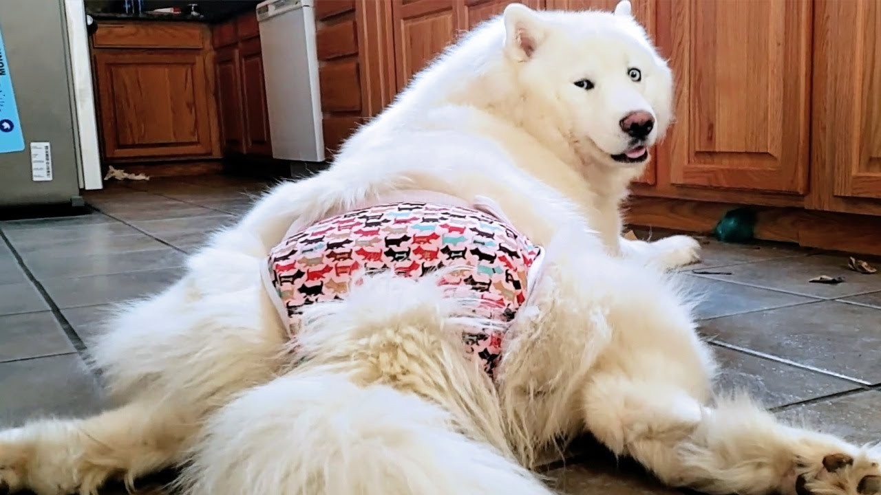 when-does-a-female-husky-go-in-heat