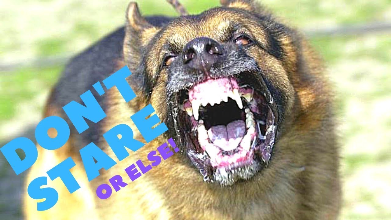 Should You Make Eye Contact With Your Dog?