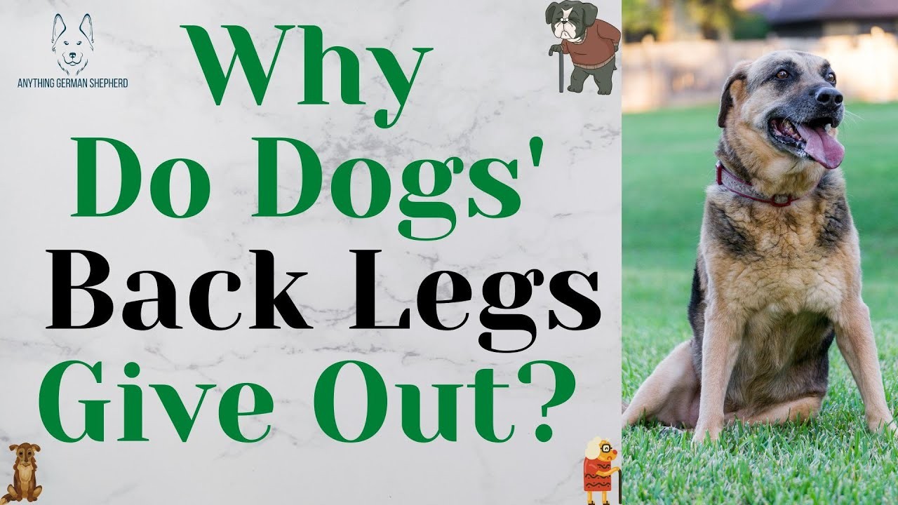 Understanding the Reasons behind Dogs' Hind Legs Giving Out