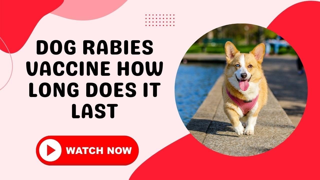are-expired-rabies-shots-harmful-for-dogs