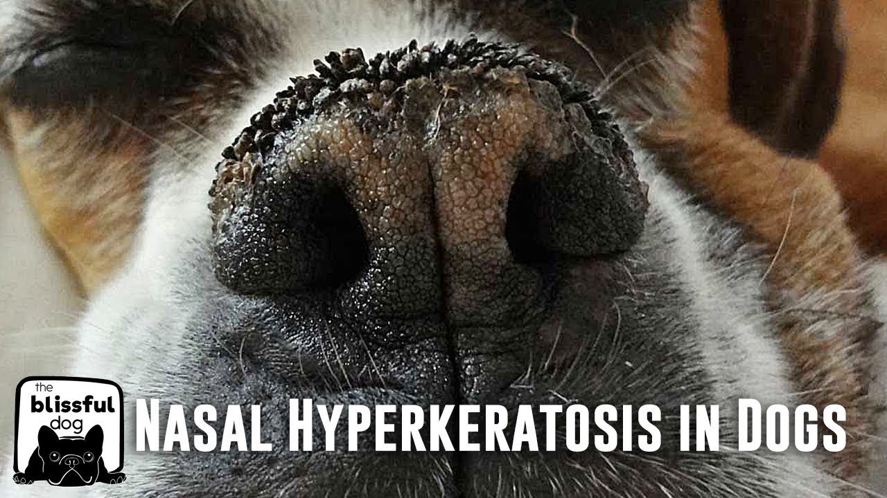 Почему у собаки мокрый нос. Носовой гиперкератоз у собак. Гиперкератоз (hyperkeratosis) собак. Гиперкератозный нос собаки.
