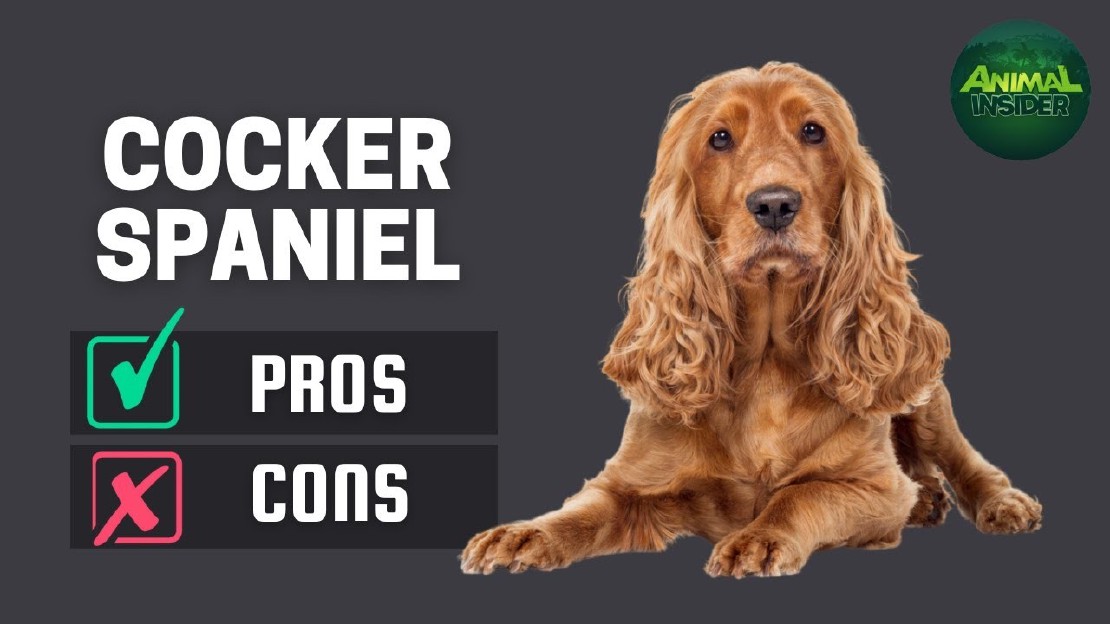 Are Cocker Spaniels the Perfect Pets?