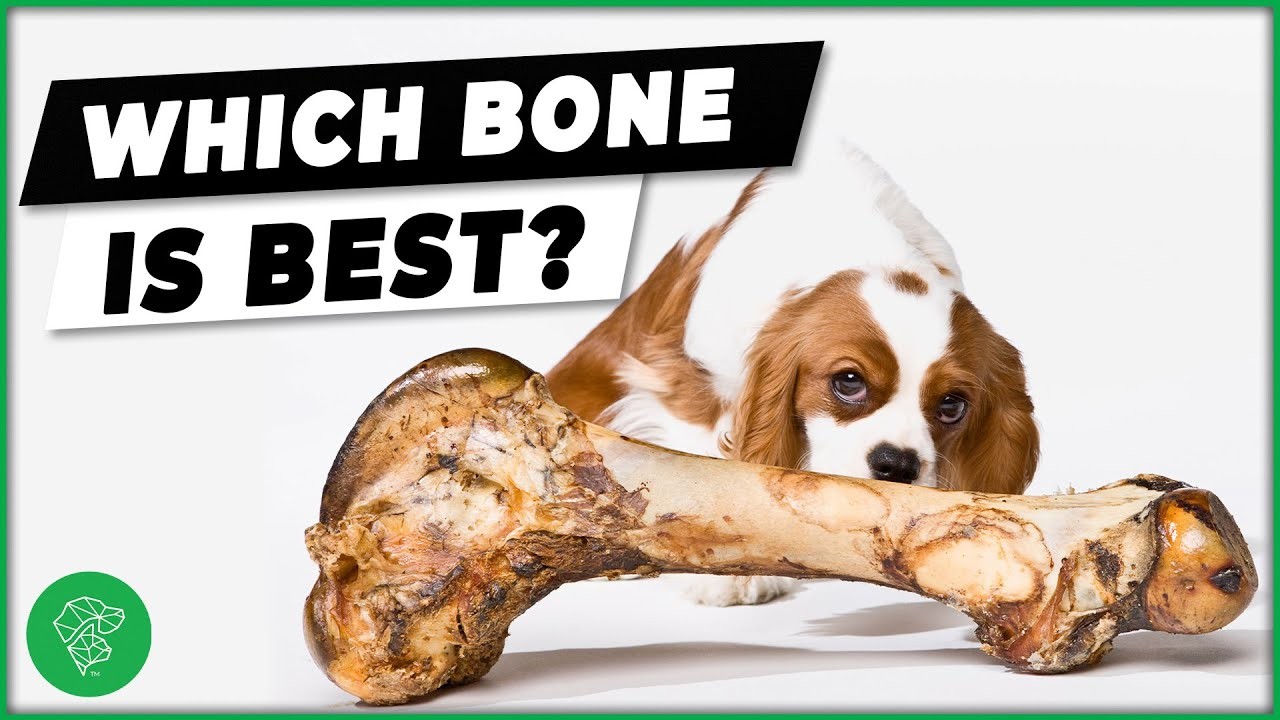 can-bird-bones-be-harmful-for-dogs