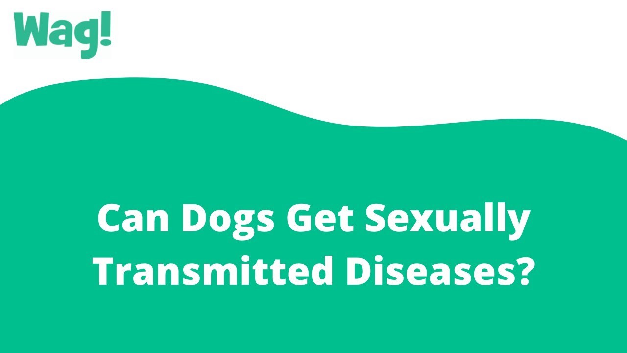 can-dogs-transmit-stds-to-humans