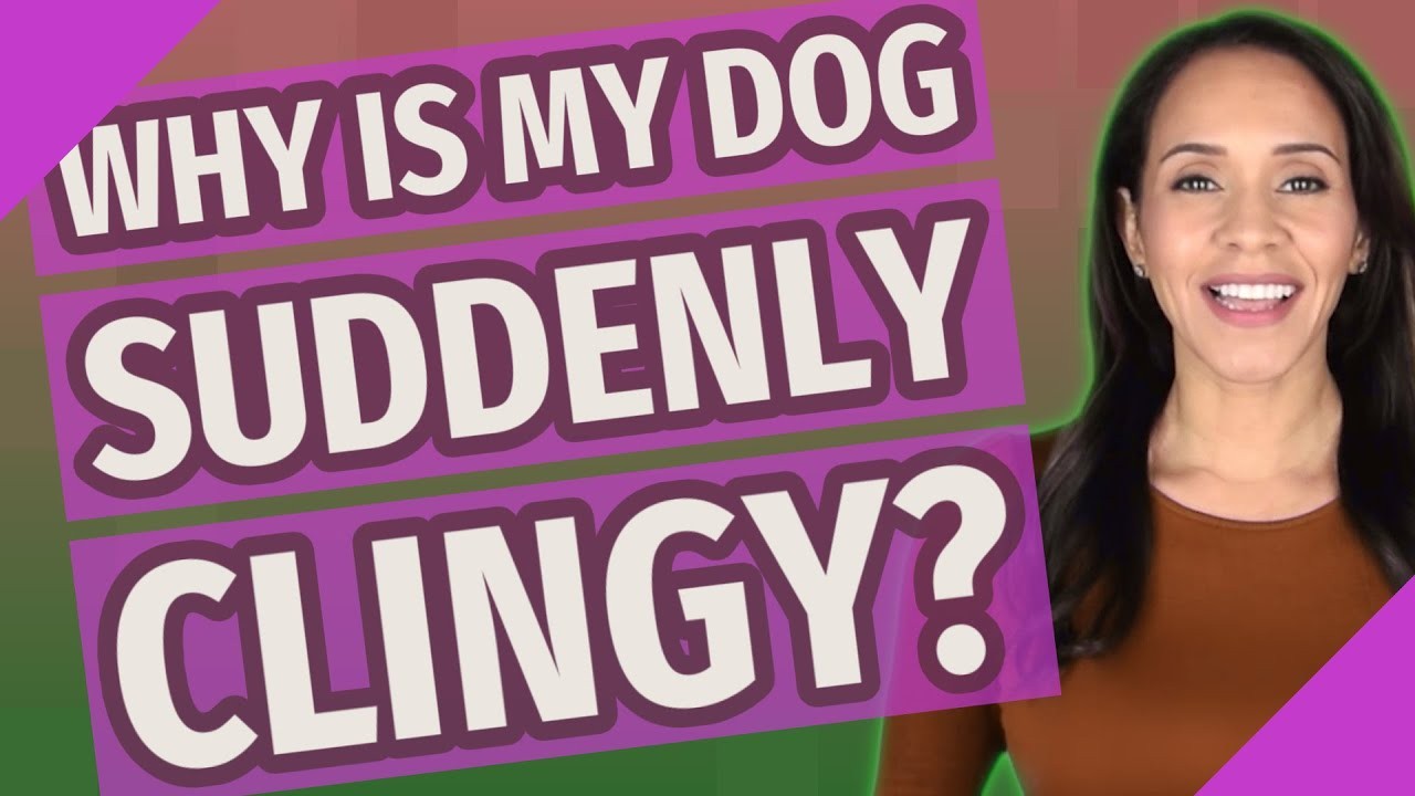 Verstehen, warum Ihr Hund plötzlich anhänglich ist