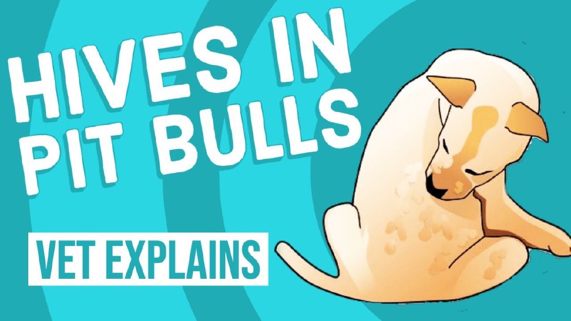 Are Pitbulls AllergyFriendly? Unveiling the Truth