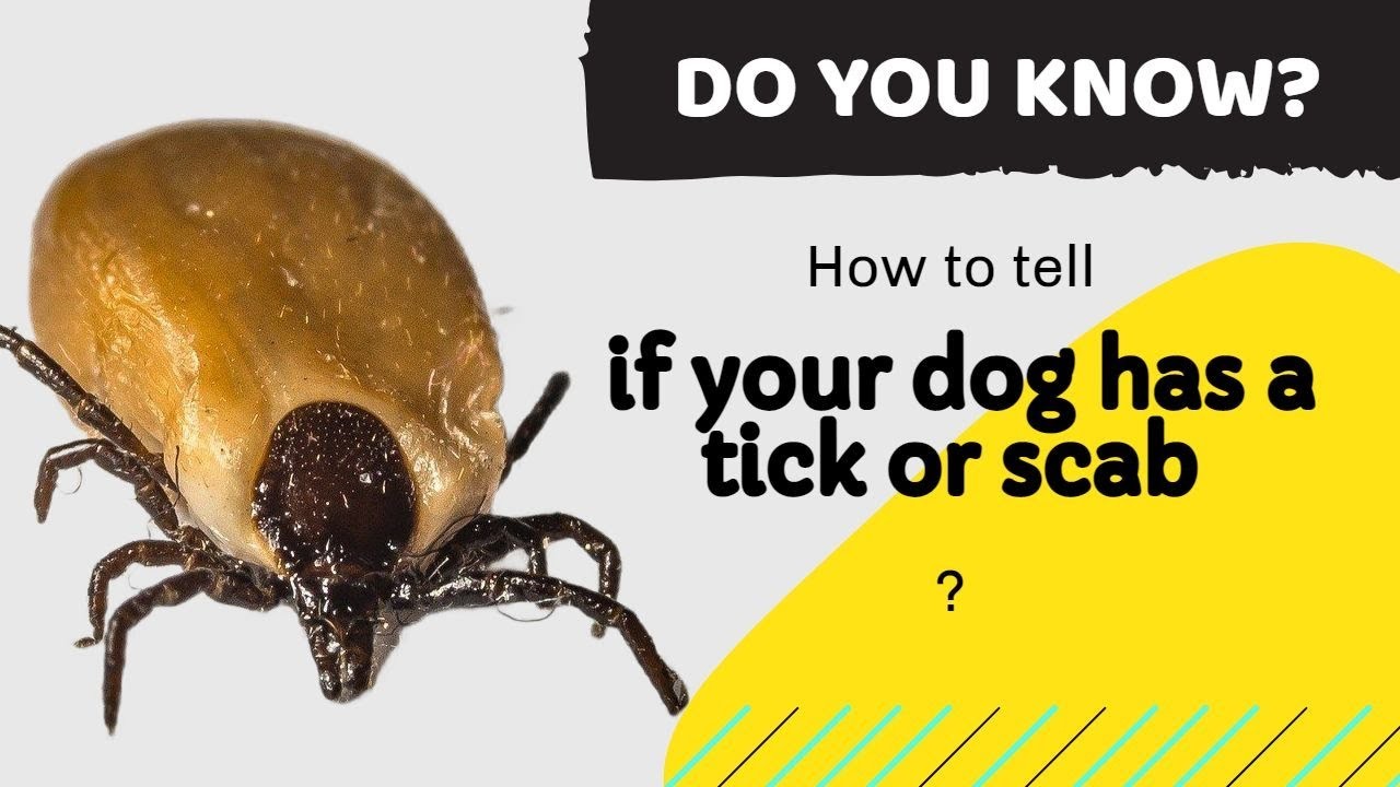 how-to-spot-a-tick-under-your-dog-s-skin