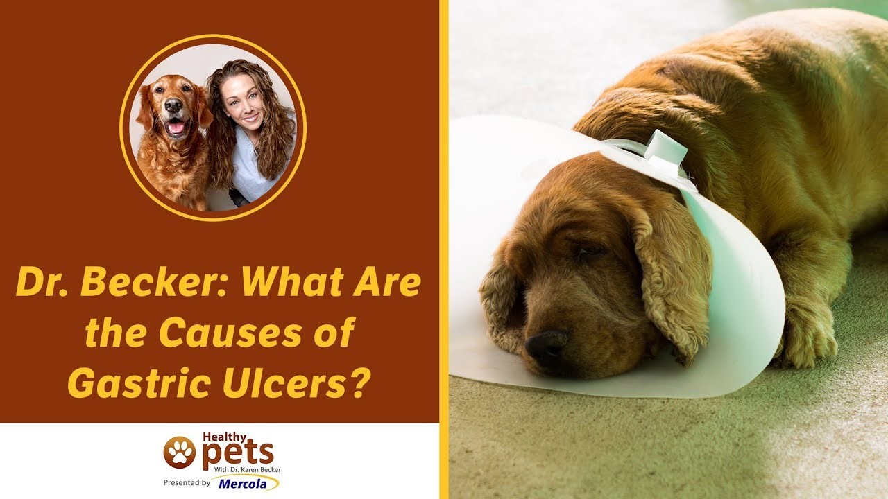 treatment-options-for-stomach-ulcers-in-dogs