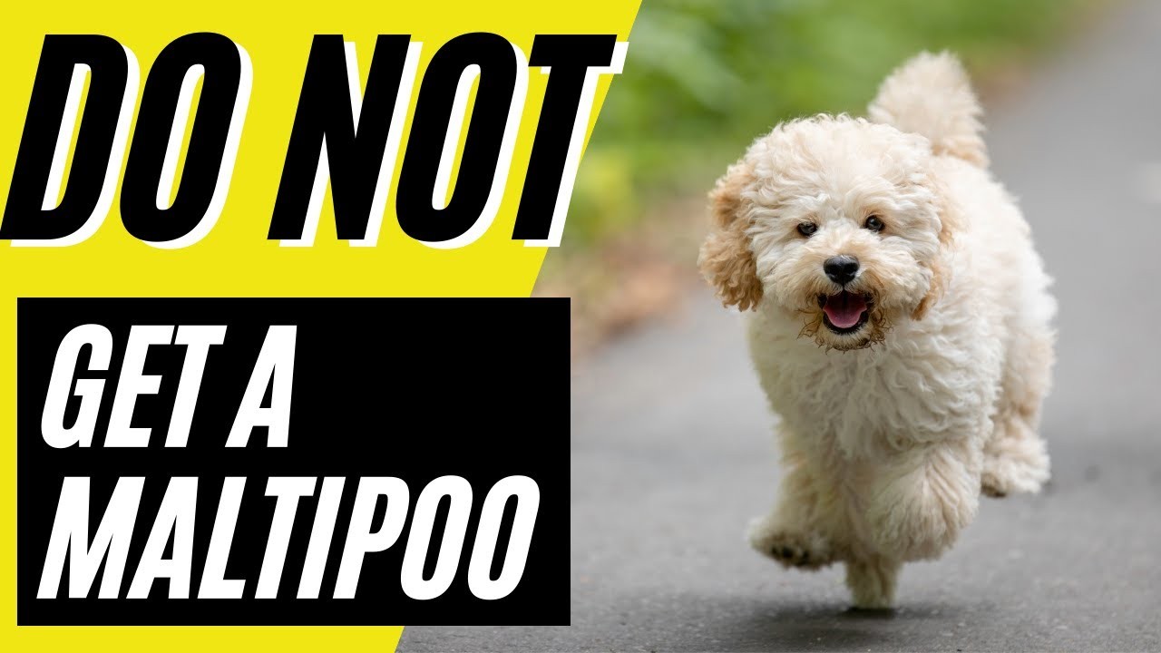 Cu Nto Cuesta Un Cachorro De Maltipoo