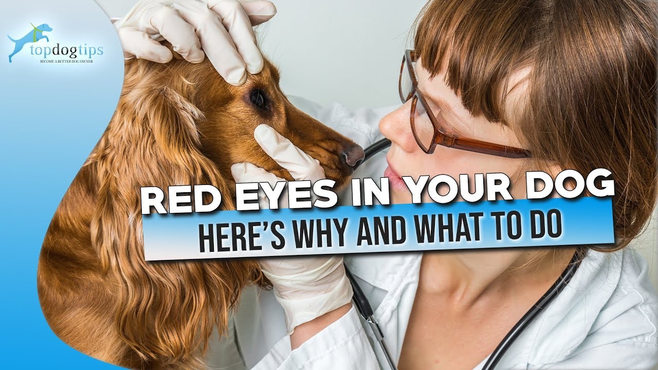 understanding-the-link-between-allergies-and-red-eyes-in-dogs