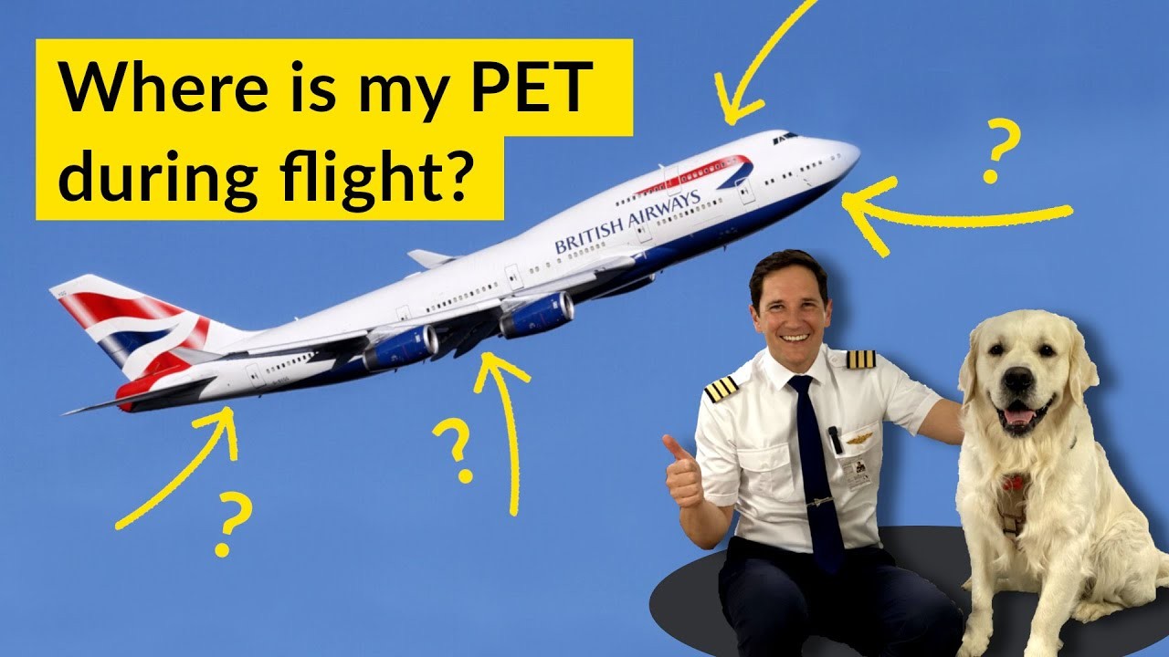 How Much do Airlines Charge for Dogs?