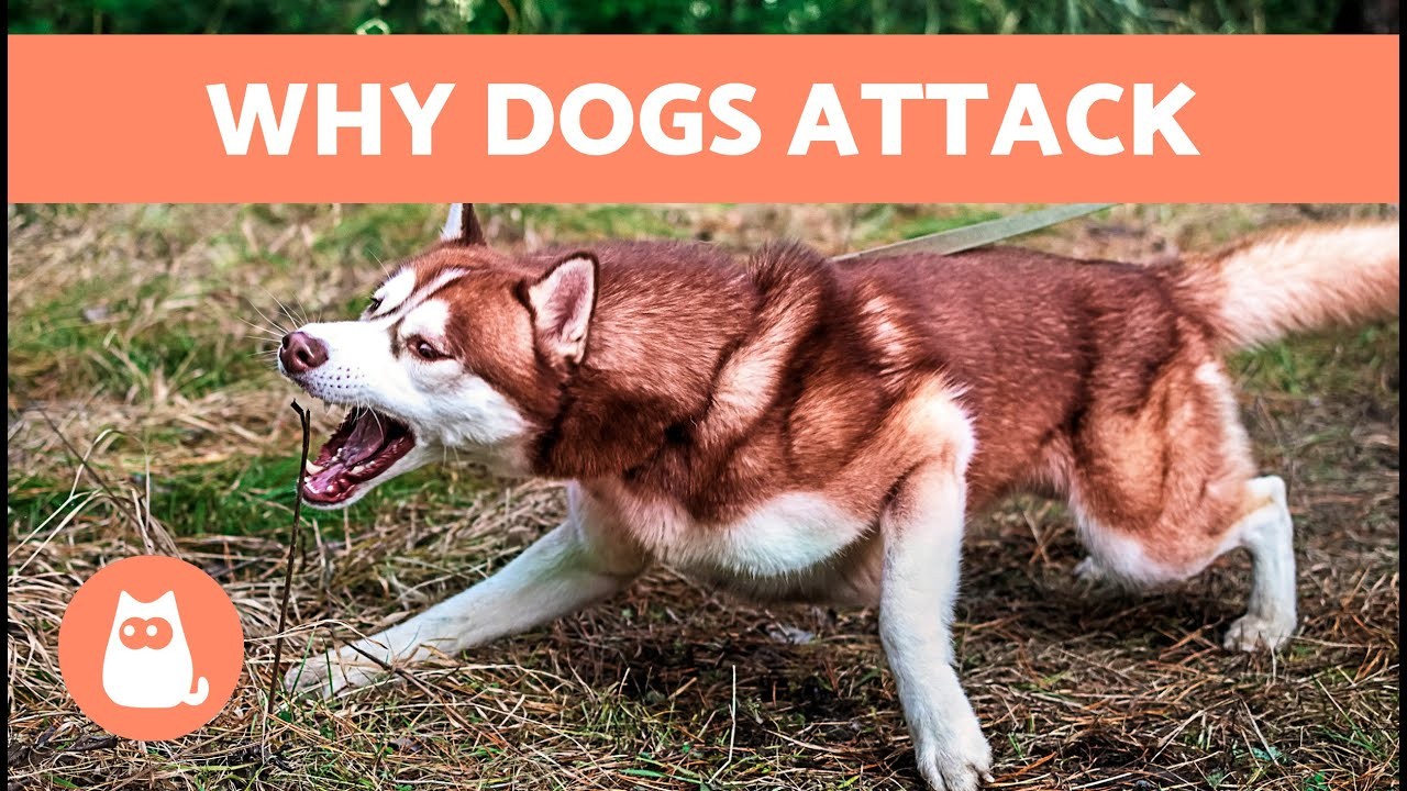 Understanding Dog Aggression Why Some Dogs Attack Other Dogs